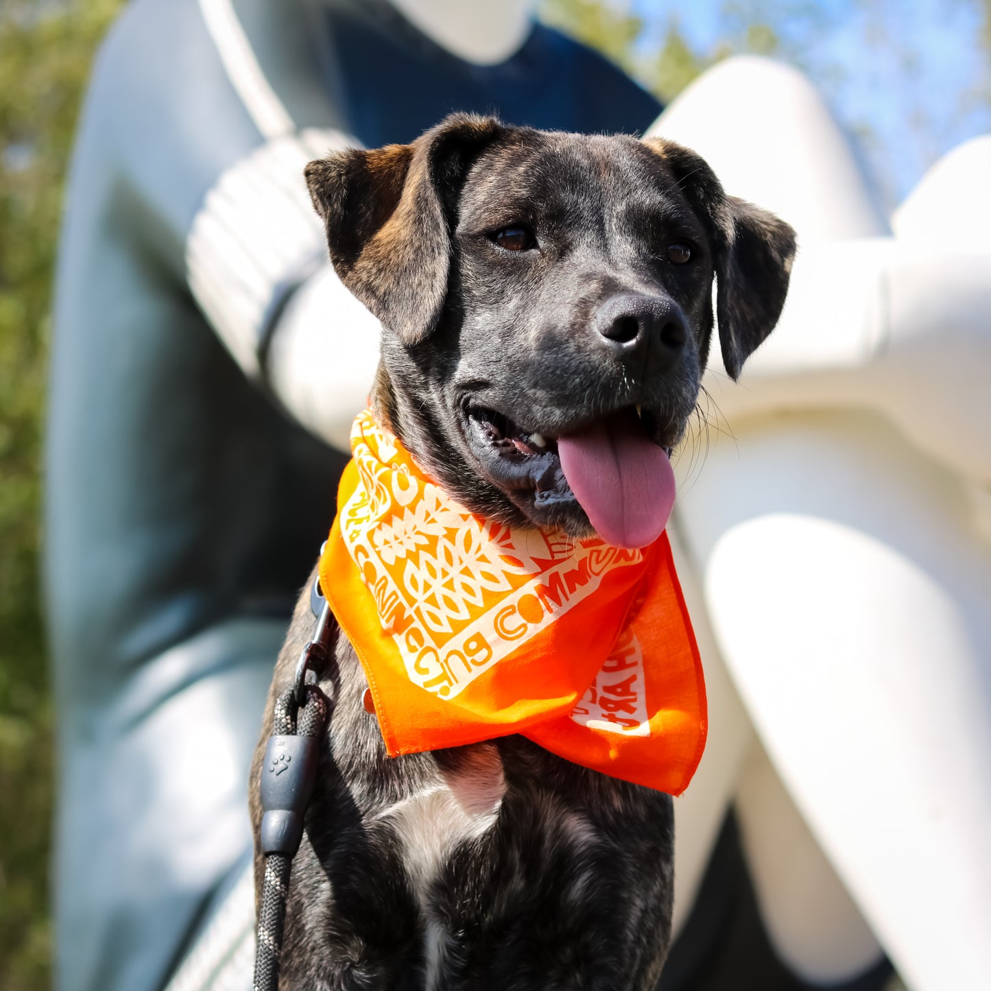 Dog wearing an orange bandana with text, sitting outdoors.